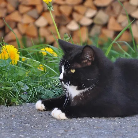 דירה Kasperbauer קירשברג אין טירול