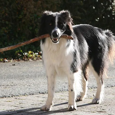 Kasperbauer 아파트