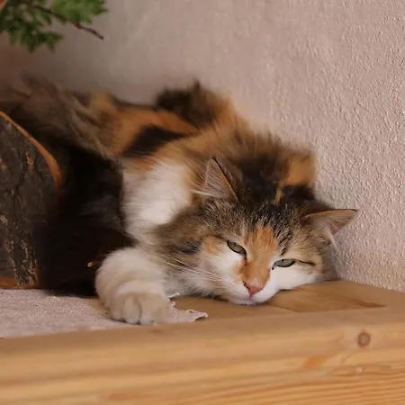 דירה Kasperbauer