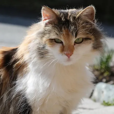 Kasperbauer 티롤 키르흐베르크