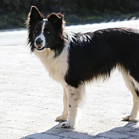 דירה Kasperbauer קירשברג אין טירול