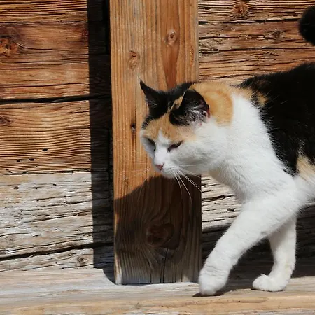 아파트 Kasperbauer *