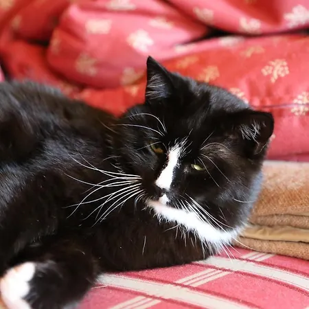 Kasperbauer קירשברג אין טירול