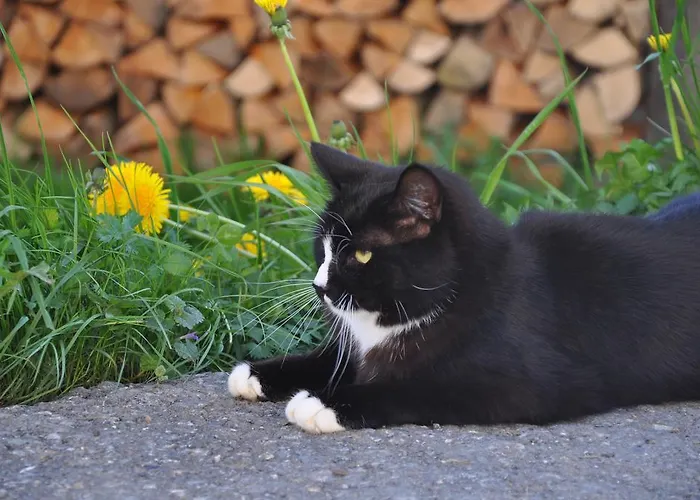 公寓 卡斯佩尔保尔公寓 蒂罗尔-基希贝格