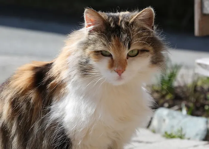 卡斯佩尔保尔公寓 蒂罗尔-基希贝格