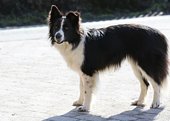 公寓 卡斯佩尔保尔公寓 蒂罗尔-基希贝格