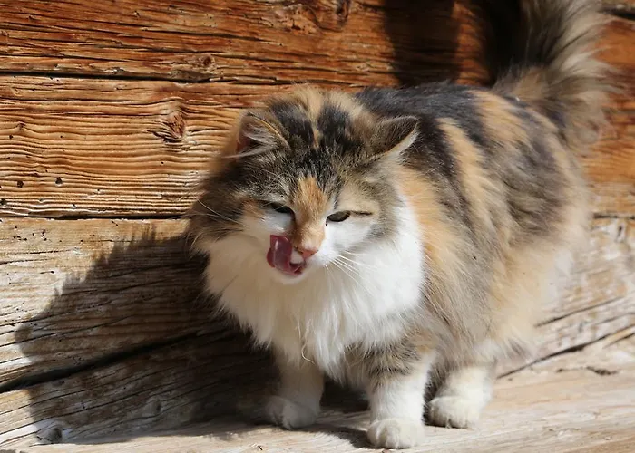 卡斯佩尔保尔公寓