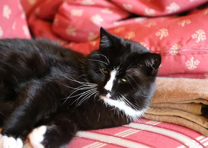 卡斯佩尔保尔公寓 蒂罗尔-基希贝格